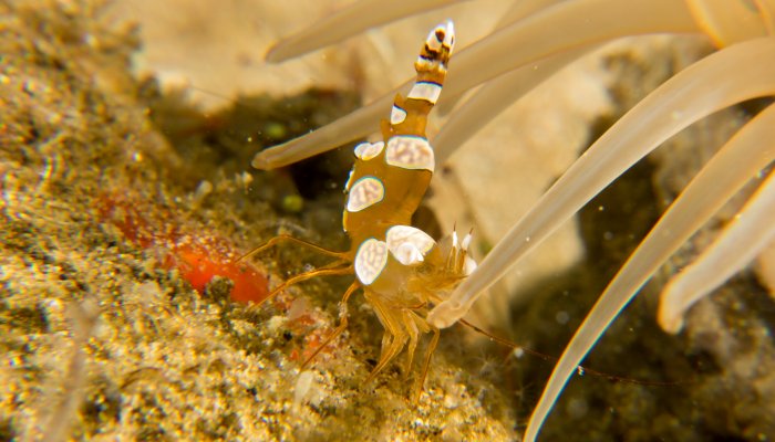 Squat Shrimp